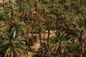 Pour la défense des producteurs d’huile de palme